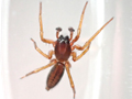 Clubiona comta